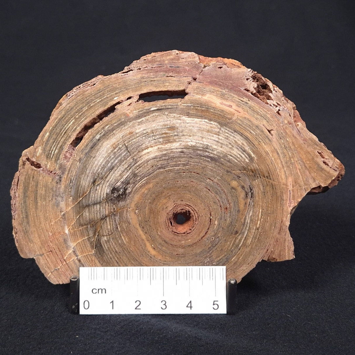 CONOPHYTON BASALTICUM STROMATOLITE, Australia ZCB005