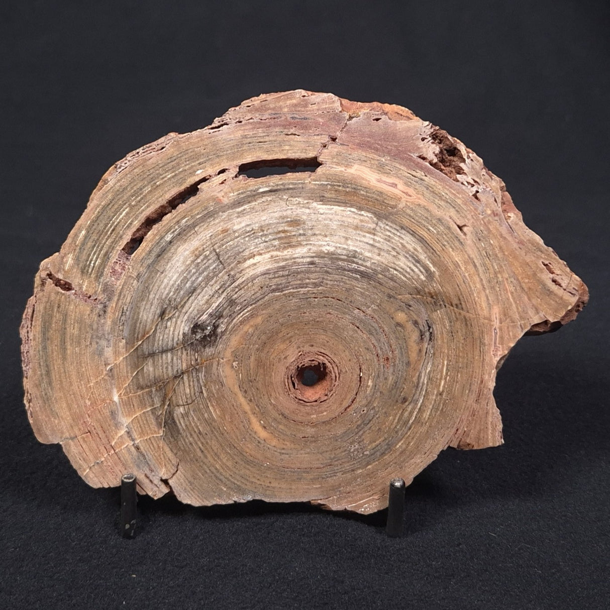 CONOPHYTON BASALTICUM STROMATOLITE, Australia ZCB005