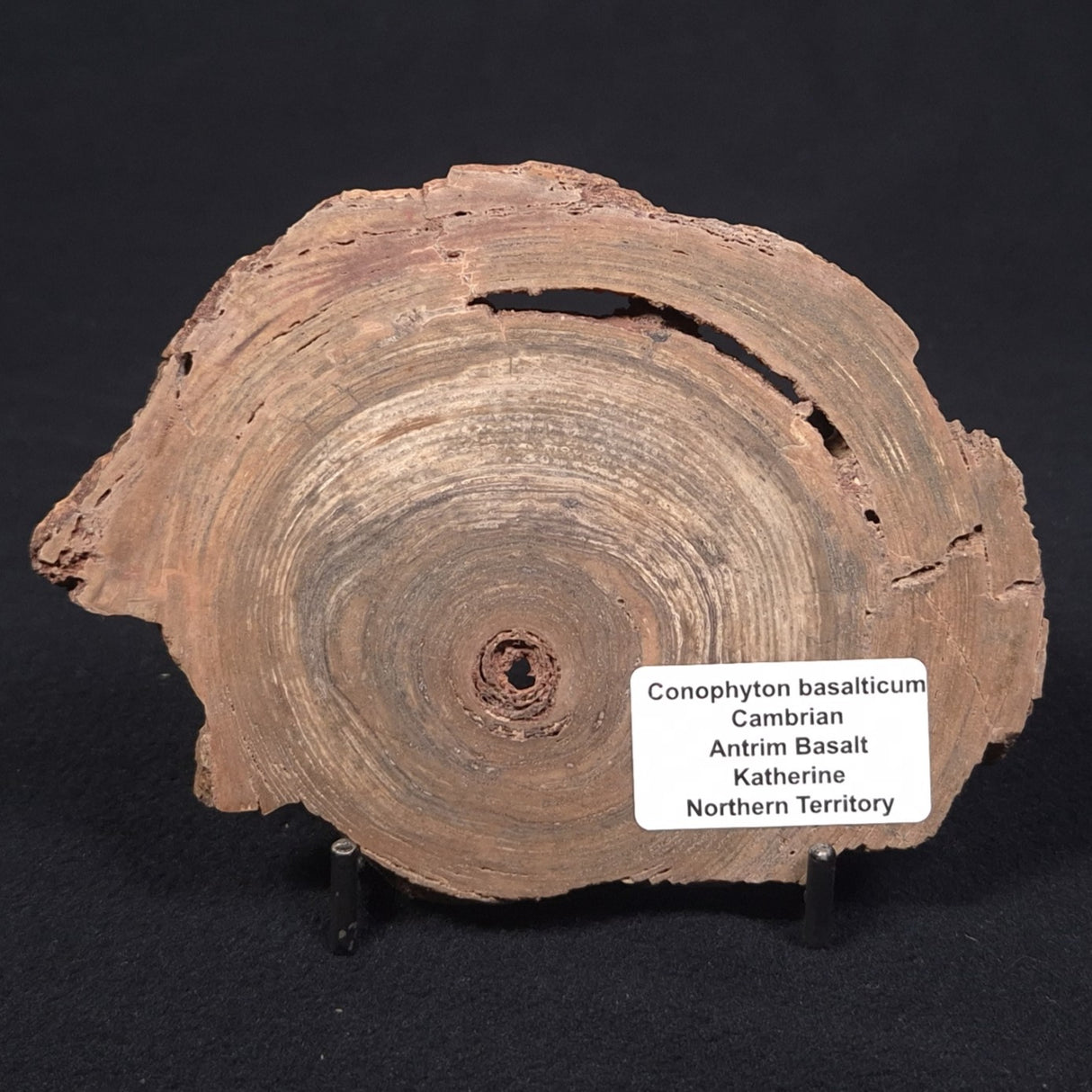 CONOPHYTON BASALTICUM STROMATOLITE, Australia ZCB005