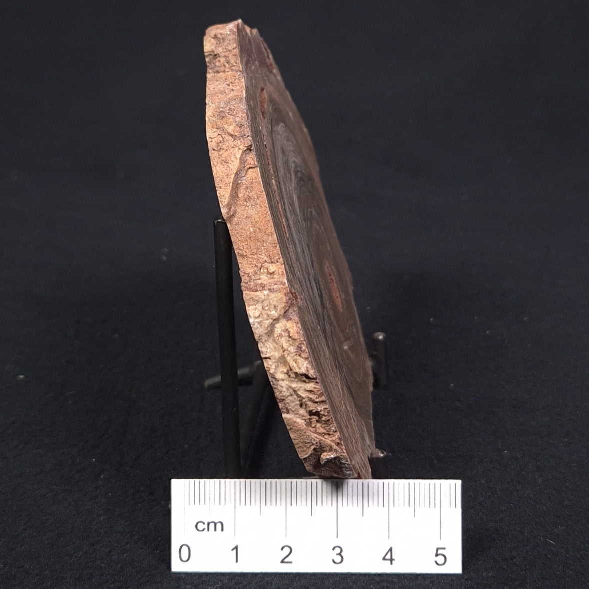 CONOPHYTON BASALTICUM STROMATOLITE, Australia ZCB005