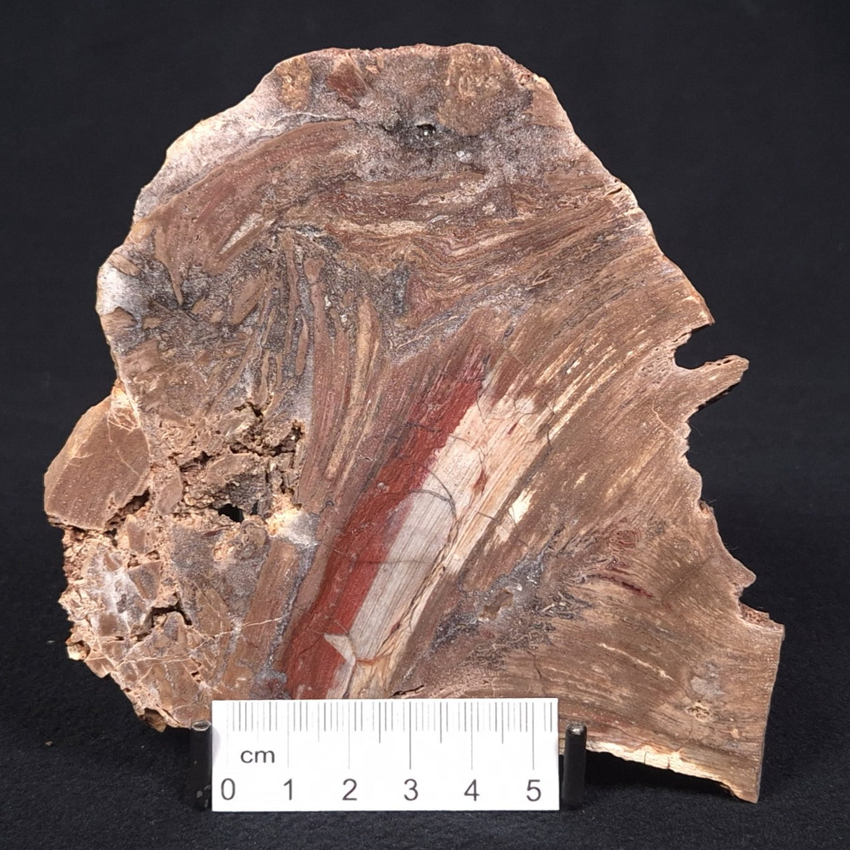 CONOPHYTON BASALTICUM STROMATOLITE, Australia ZCB006