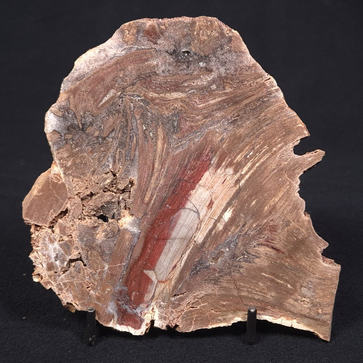 CONOPHYTON BASALTICUM STROMATOLITE, Australia ZCB006