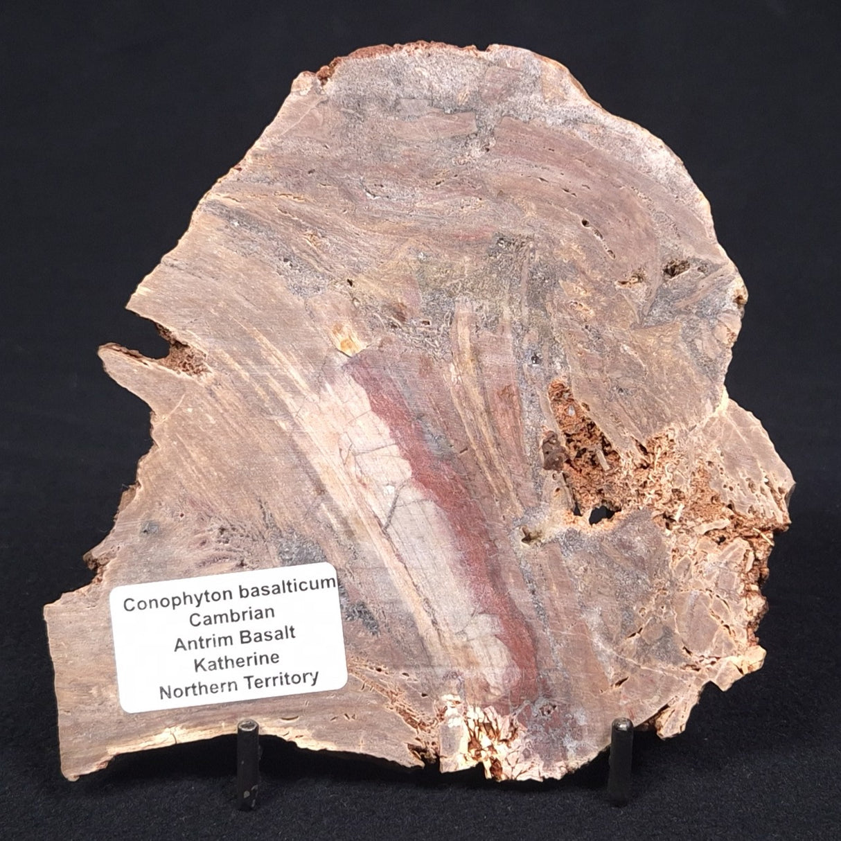 CONOPHYTON BASALTICUM STROMATOLITE, Australia ZCB006