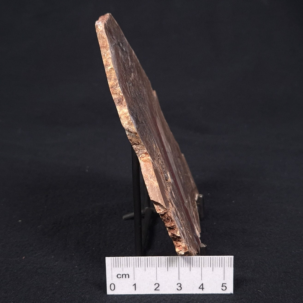 CONOPHYTON BASALTICUM STROMATOLITE, Australia ZCB006