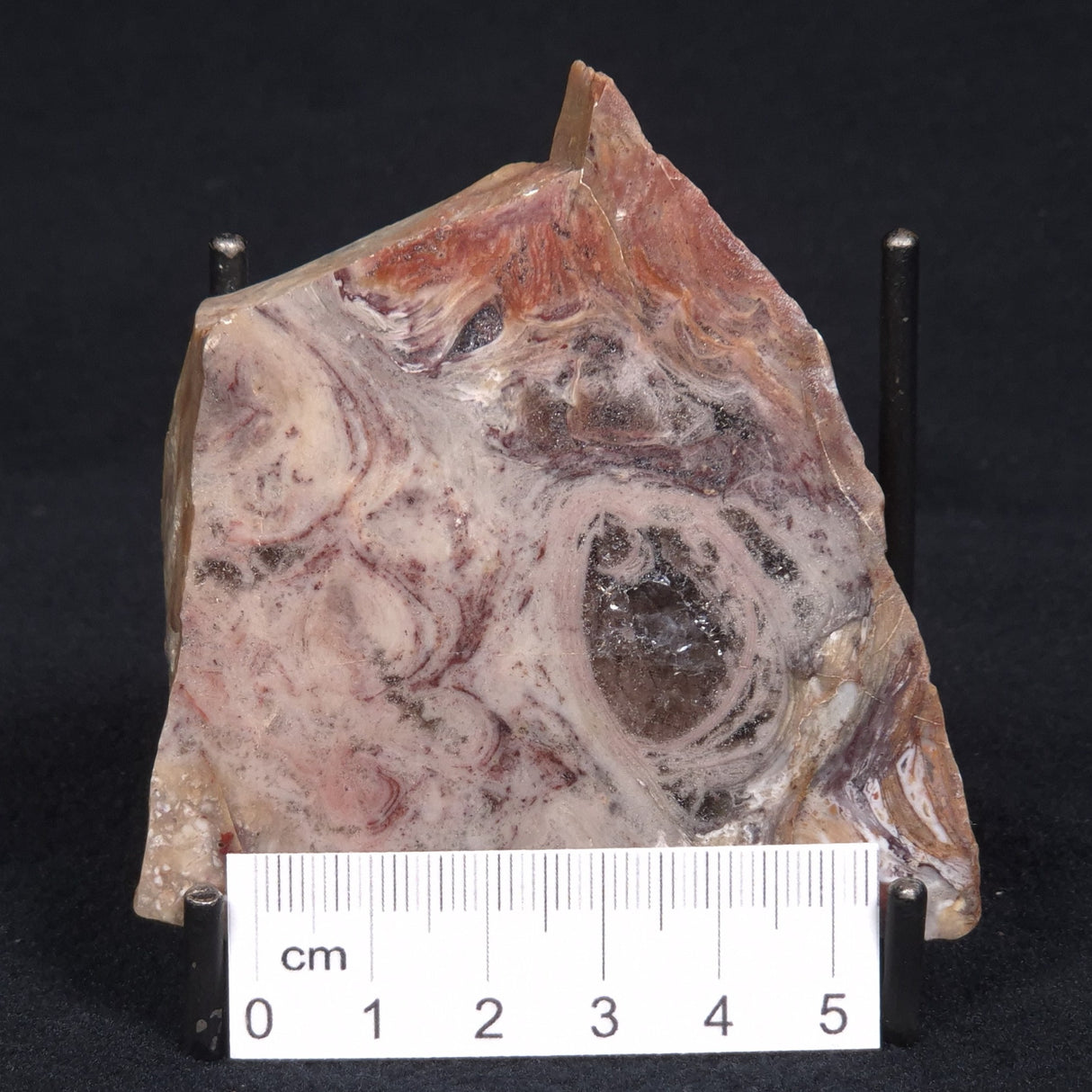 CONOPHYTON BASALTICUM STROMATOLITE, Australia ZCB008