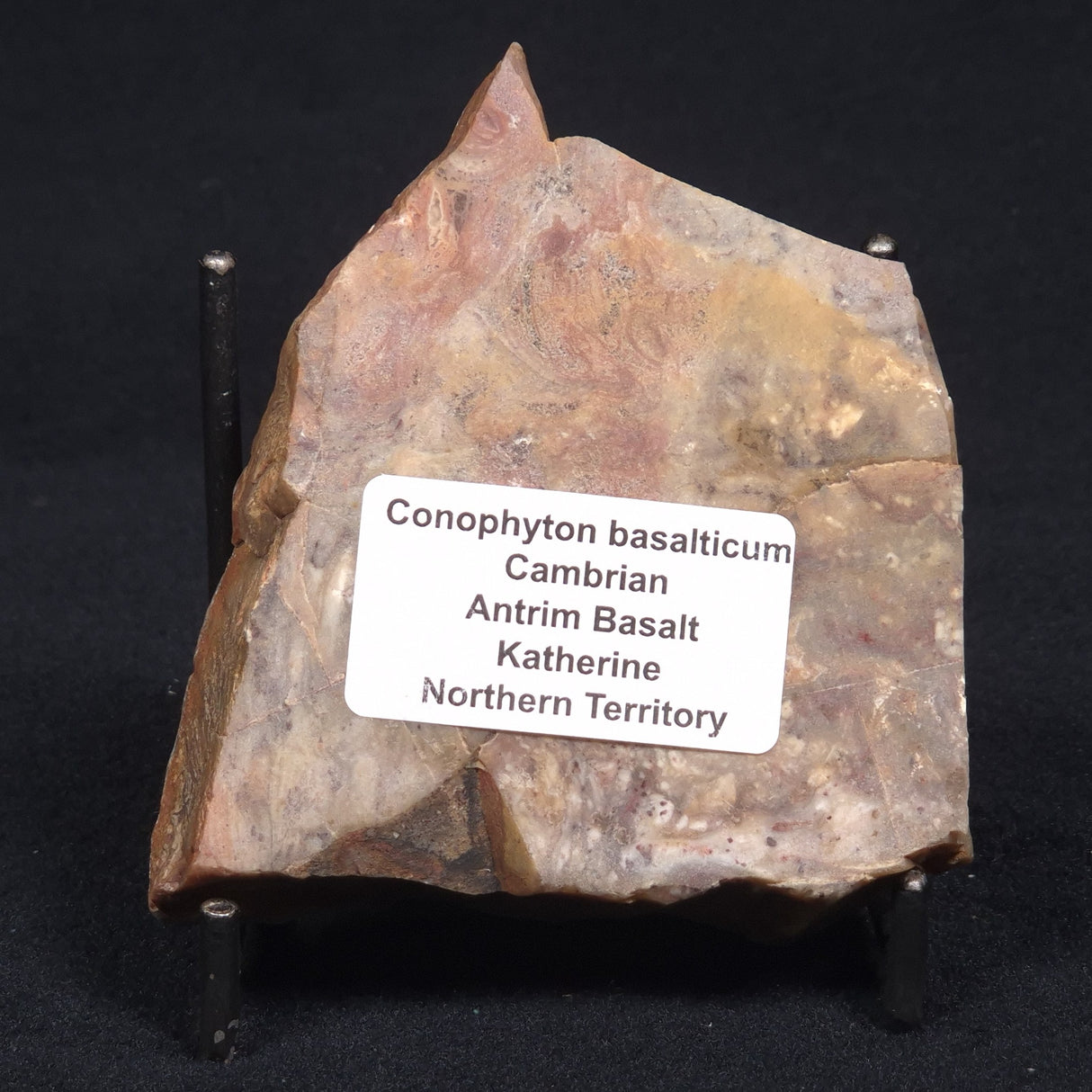 CONOPHYTON BASALTICUM STROMATOLITE, Australia ZCB008