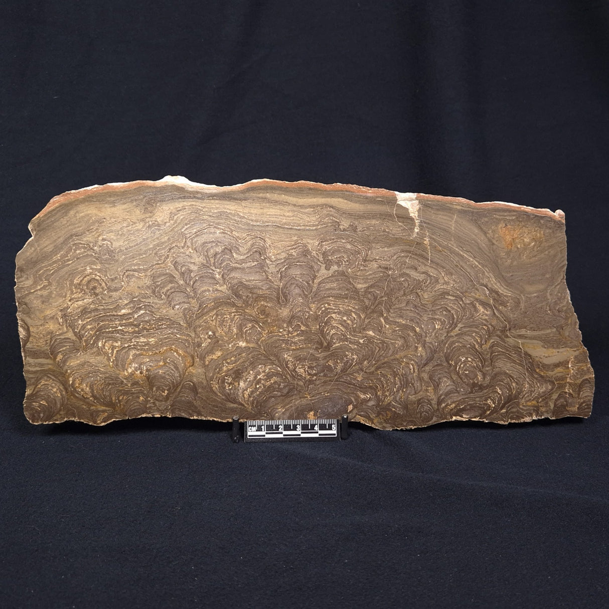 KULPARIA ALICIA STROMATOLITE, Proterozoic, Australia ZKA008