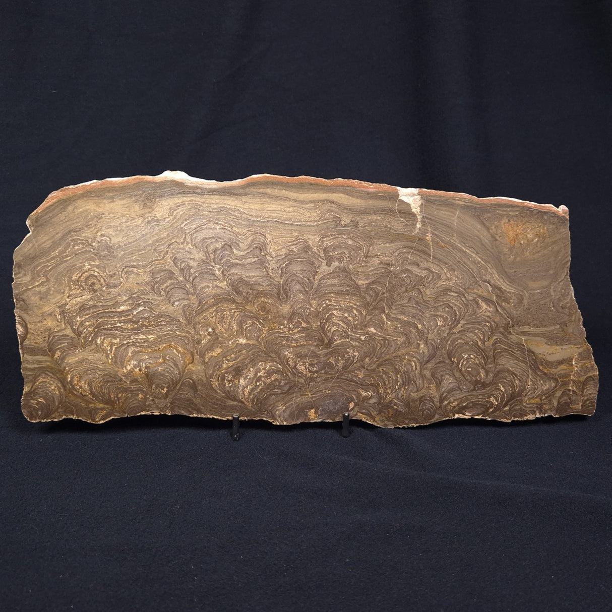 KULPARIA ALICIA STROMATOLITE, Proterozoic, Australia ZKA008