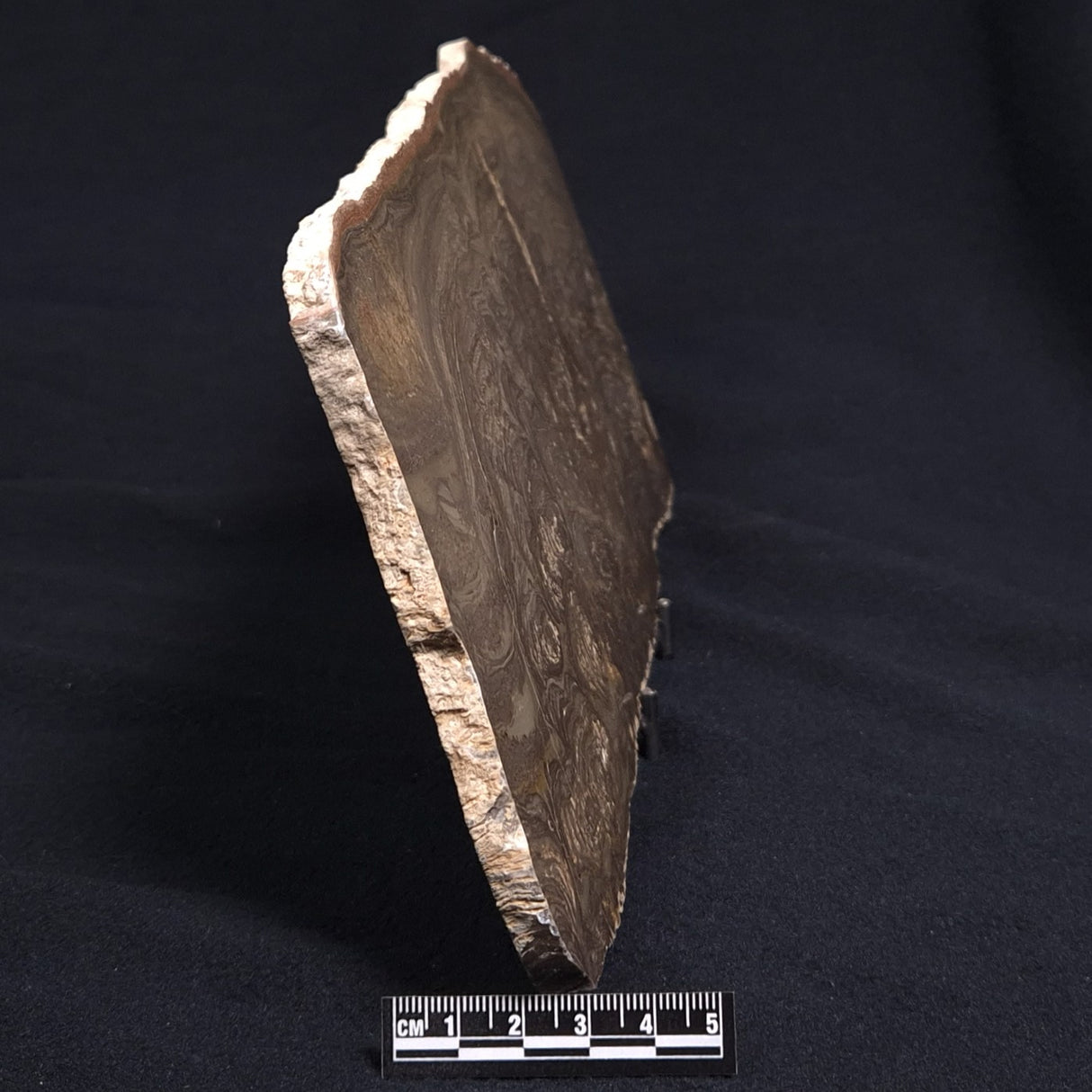 KULPARIA ALICIA STROMATOLITE, Proterozoic, Australia ZKA009