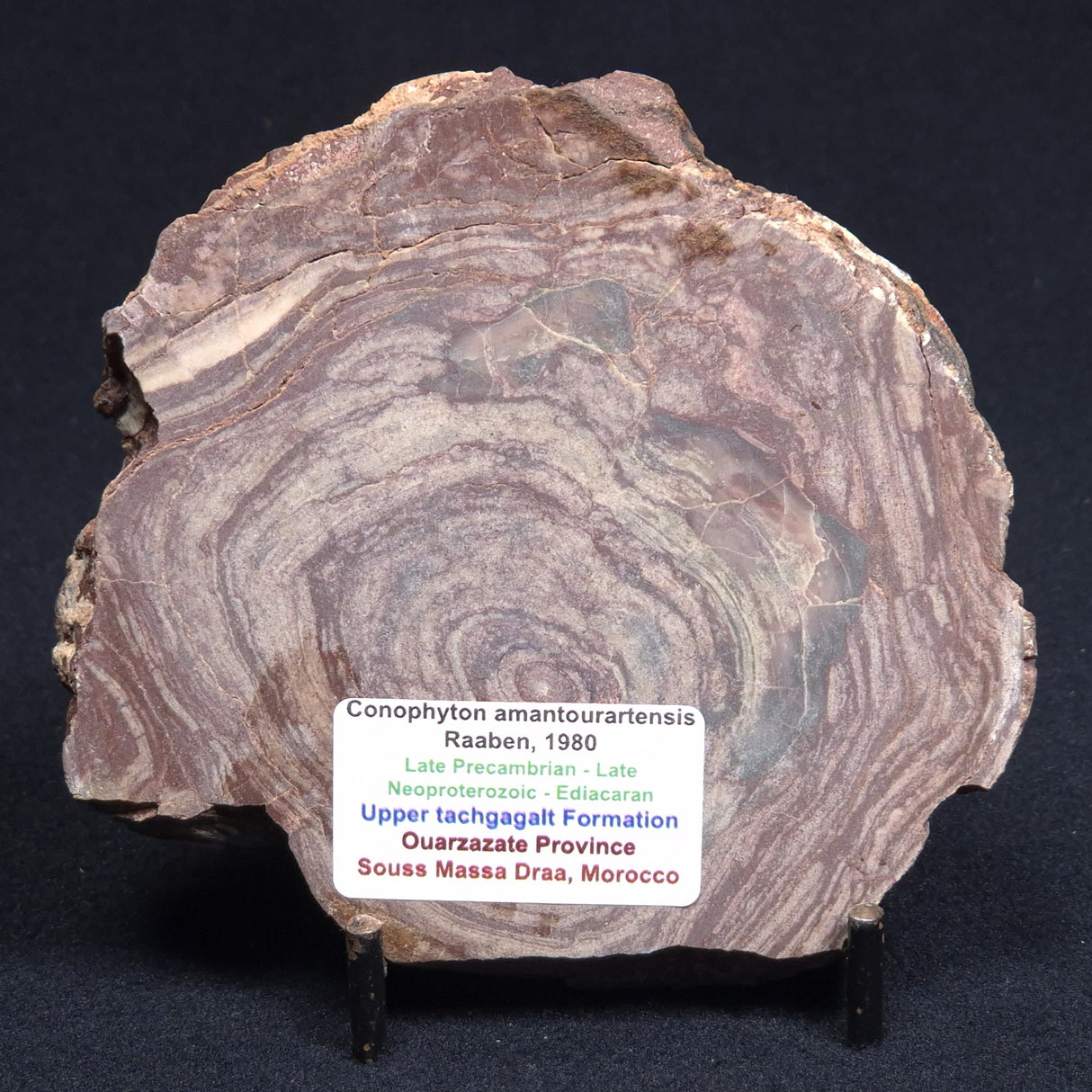 CONOPHYTON AMANTOURARTENSIS STROMATOLITE, Ediacaran, Morocco ZCA003