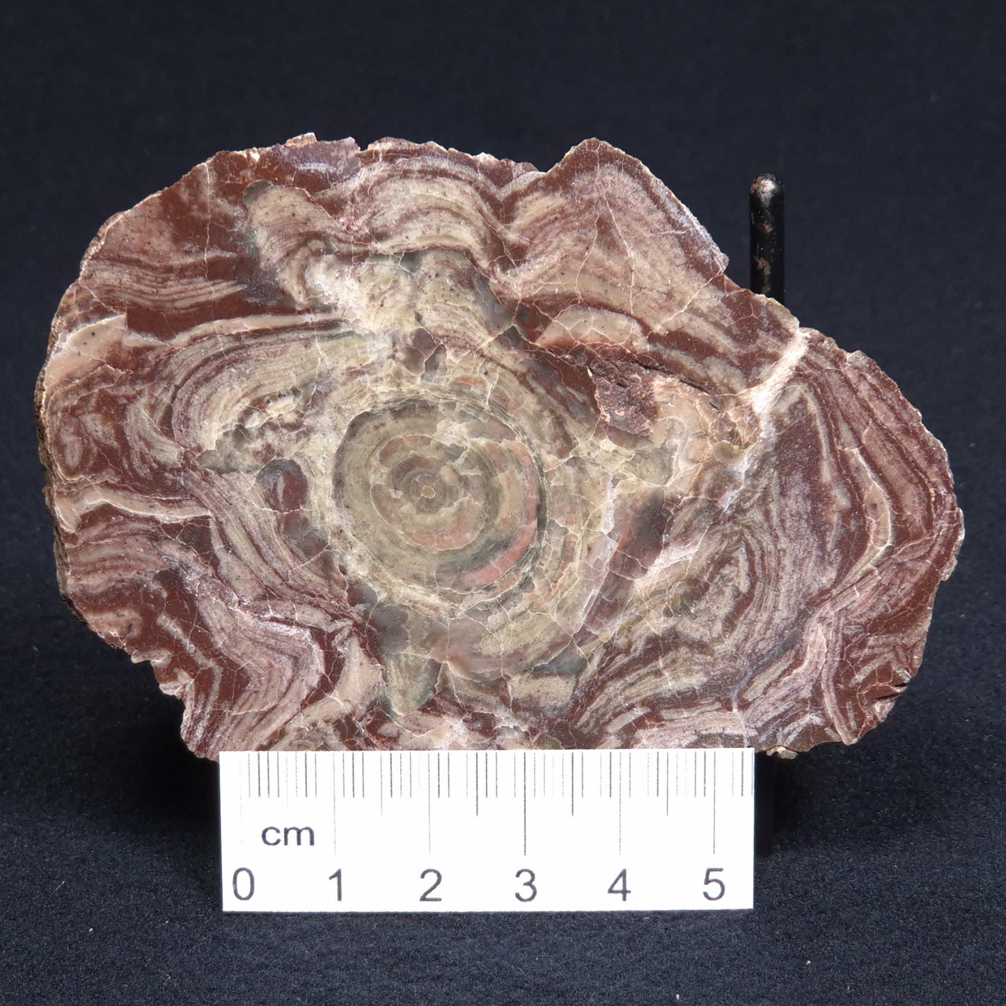 CONOPHYTON AMANTOURARTENSIS STROMATOLITE, Ediacaran, Morocco ZCA004