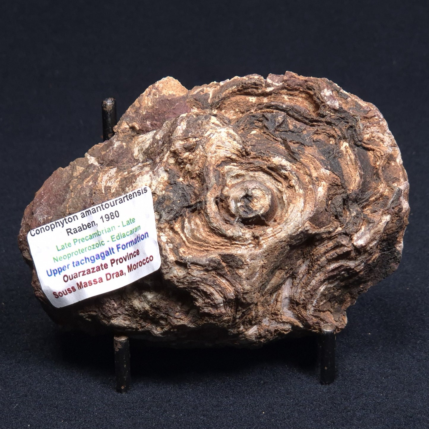 CONOPHYTON AMANTOURARTENSIS STROMATOLITE, Ediacaran, Morocco ZCA004