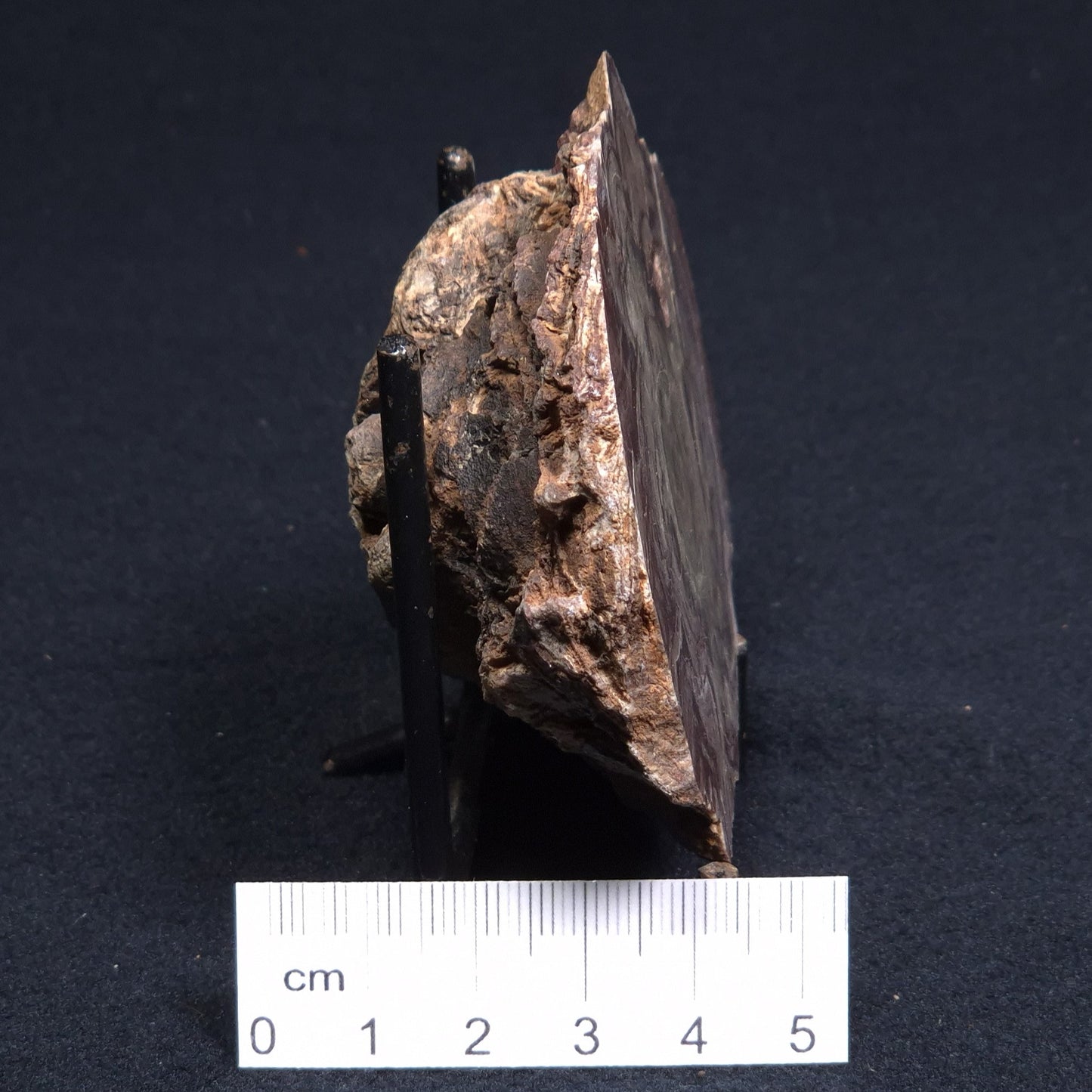 CONOPHYTON AMANTOURARTENSIS STROMATOLITE, Ediacaran, Morocco ZCA004