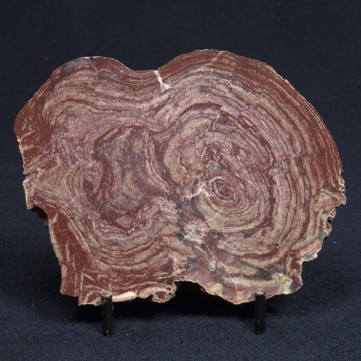 CONOPHYTON AMANTOURARTENSIS STROMATOLITE, Ediacaran, Morocco ZCA005