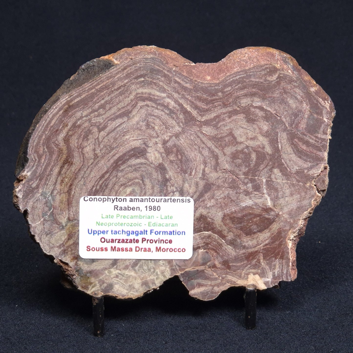 CONOPHYTON AMANTOURARTENSIS STROMATOLITE, Ediacaran, Morocco ZCA005