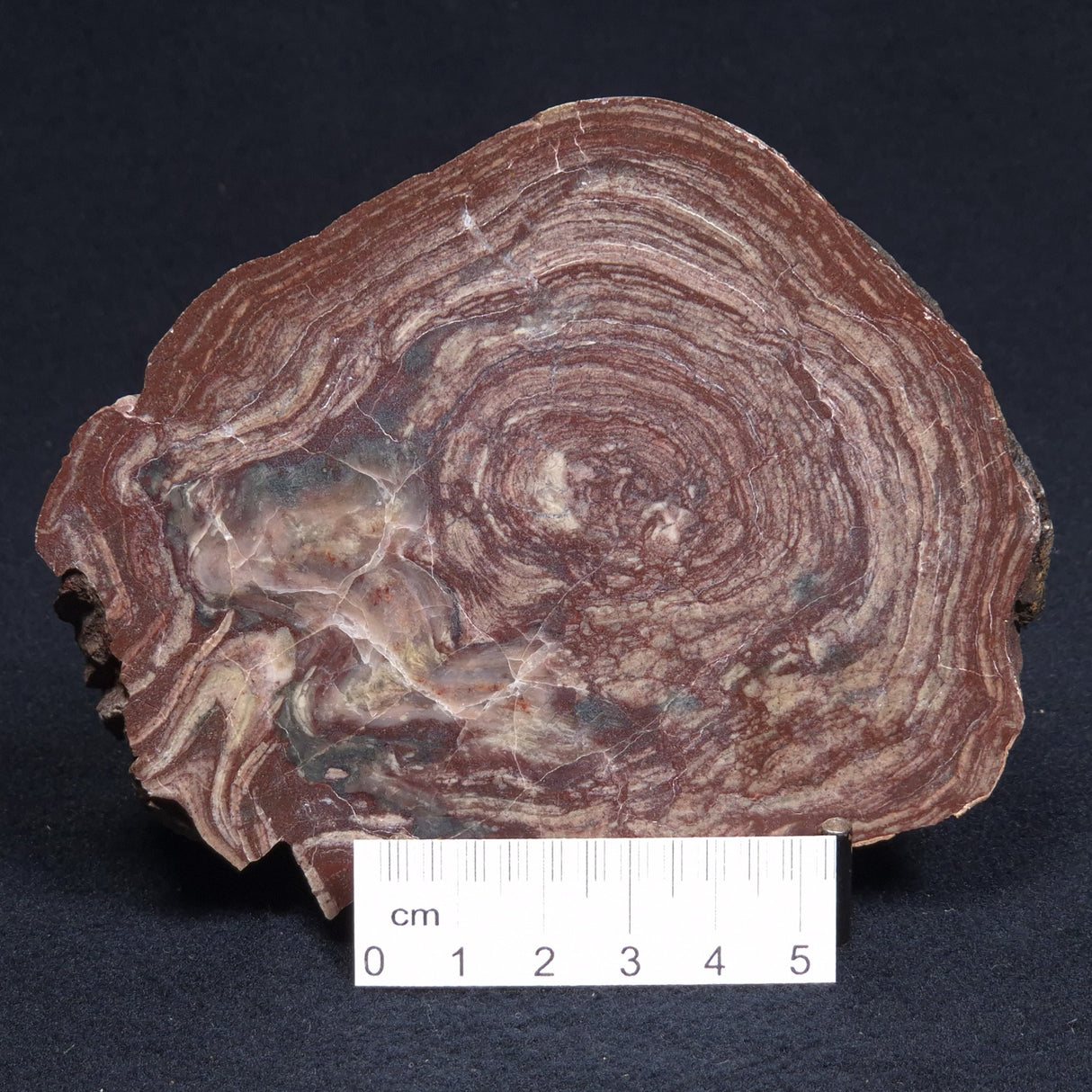 CONOPHYTON AMANTOURARTENSIS STROMATOLITE, Ediacaran, Morocco ZCA006