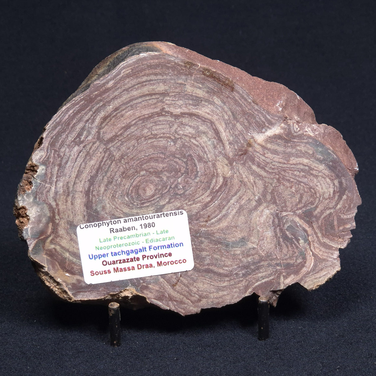 CONOPHYTON AMANTOURARTENSIS STROMATOLITE, Ediacaran, Morocco ZCA006