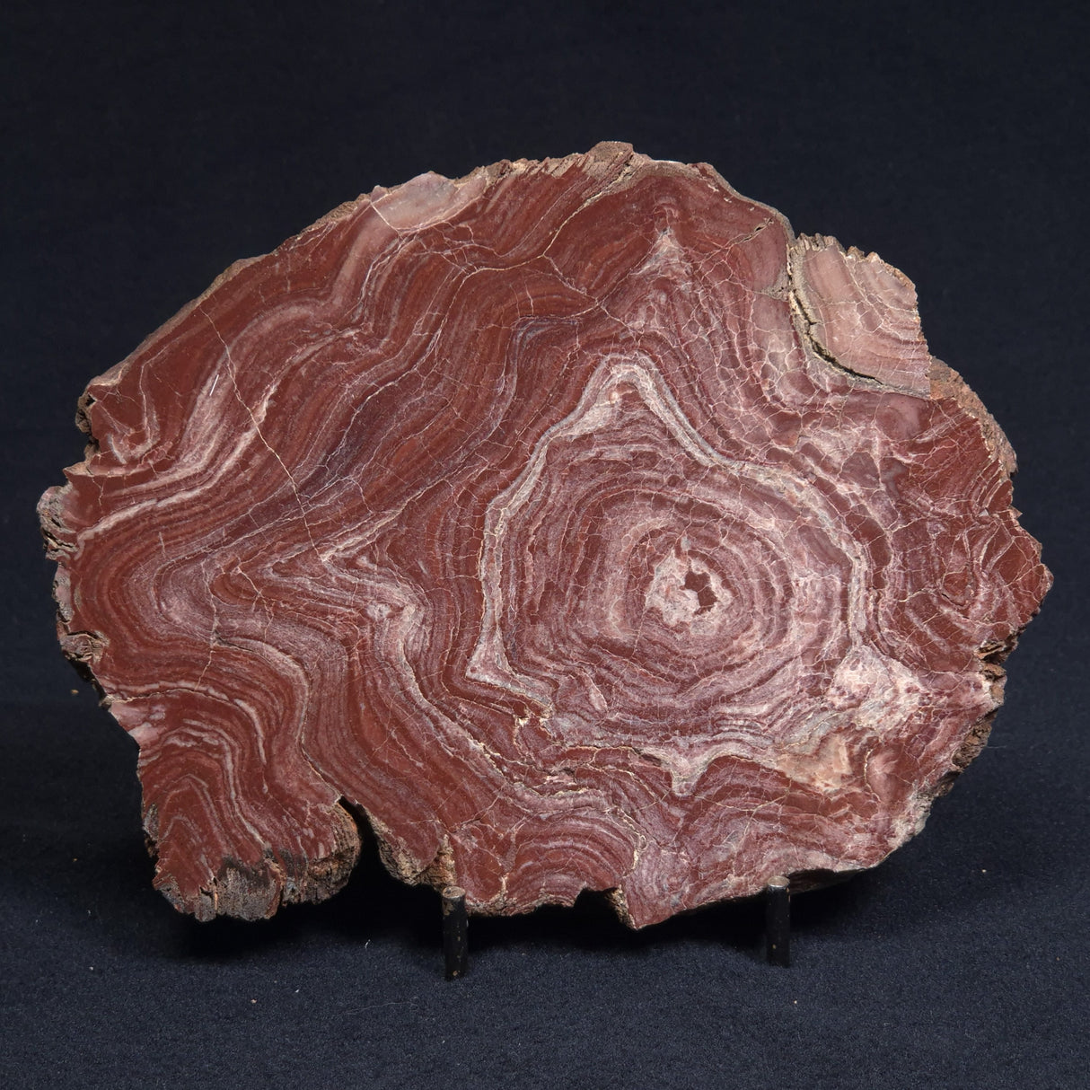 CONOPHYTON AMANTOURARTENSIS STROMATOLITE, Ediacaran, Morocco ZCA007