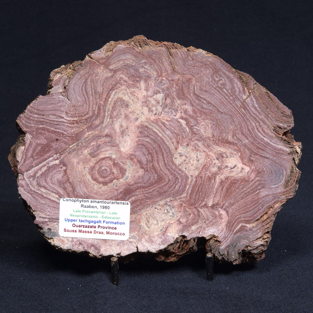 CONOPHYTON AMANTOURARTENSIS STROMATOLITE, Ediacaran, Morocco ZCA007