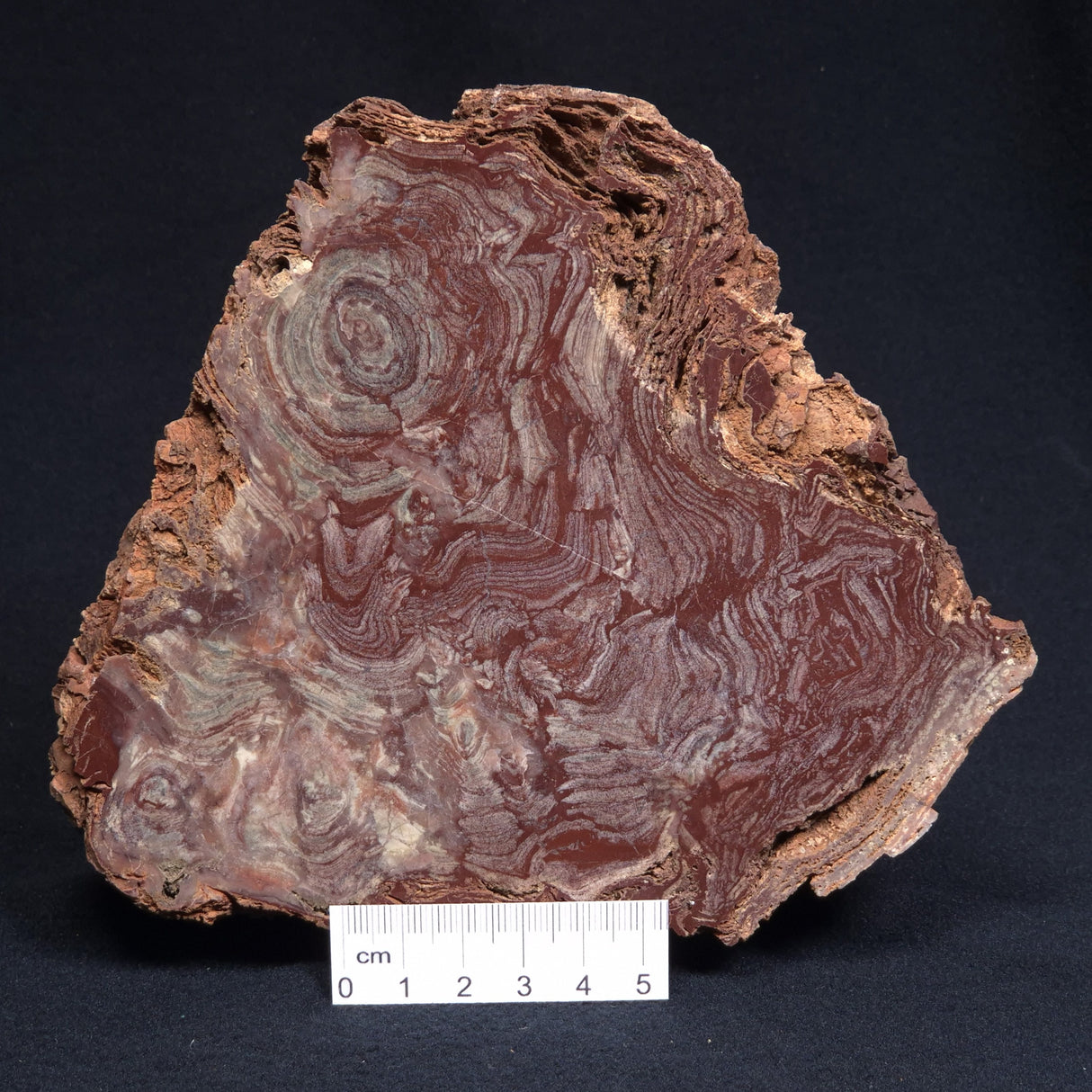 CONOPHYTON AMANTOURARTENSIS STROMATOLITE, Ediacaran, Morocco ZCA008
