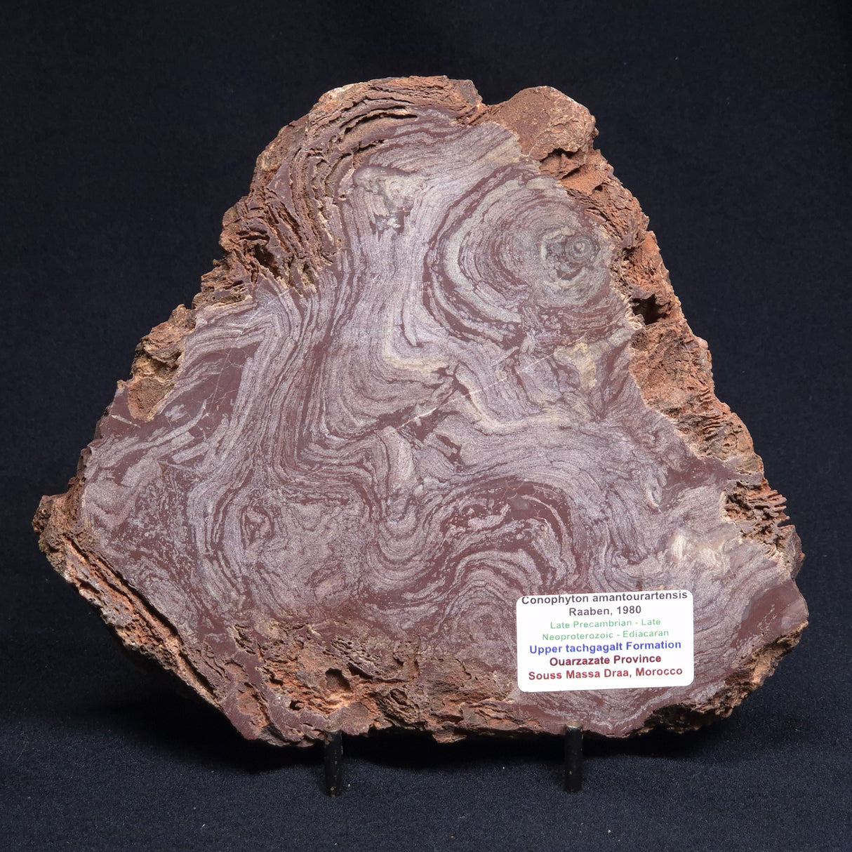 CONOPHYTON AMANTOURARTENSIS STROMATOLITE, Ediacaran, Morocco ZCA008