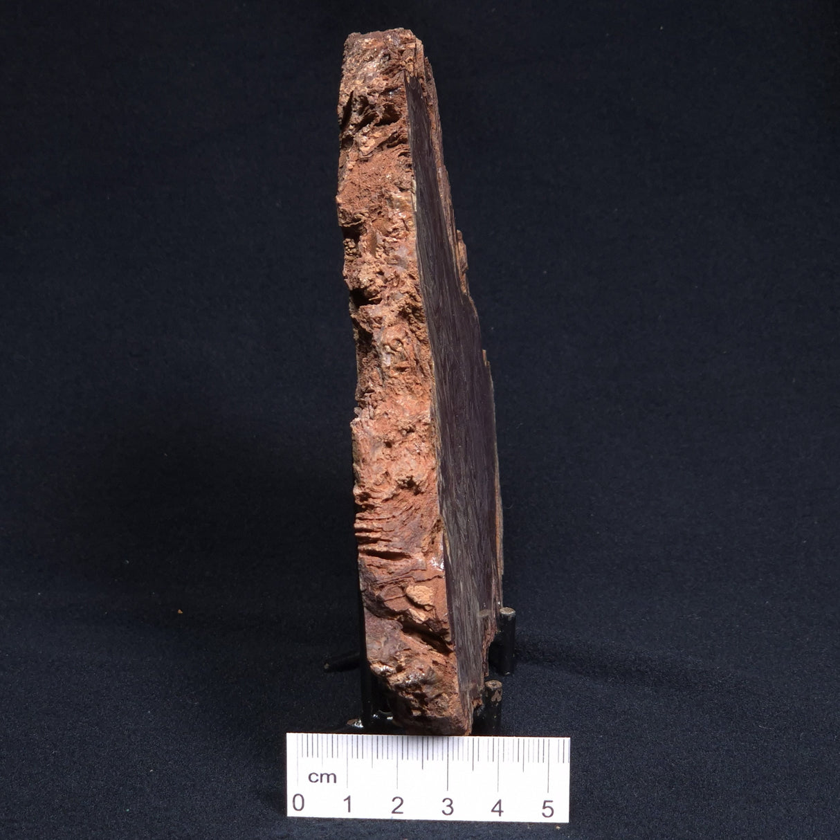 CONOPHYTON AMANTOURARTENSIS STROMATOLITE, Ediacaran, Morocco ZCA008