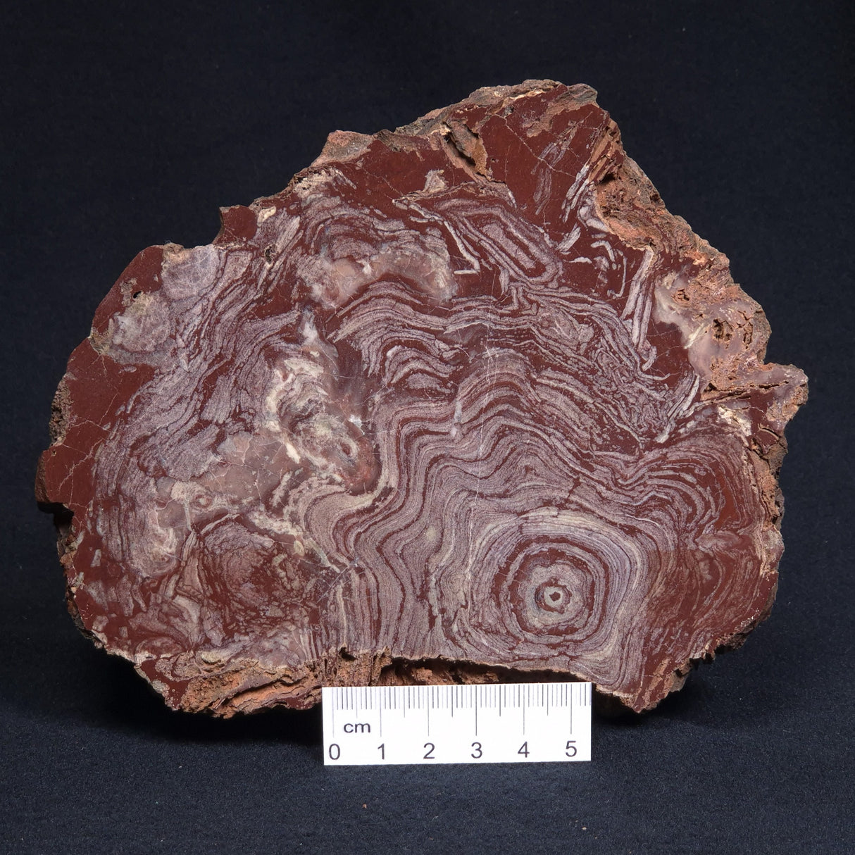 CONOPHYTON AMANTOURARTENSIS STROMATOLITE, Ediacaran, Morocco ZCA009
