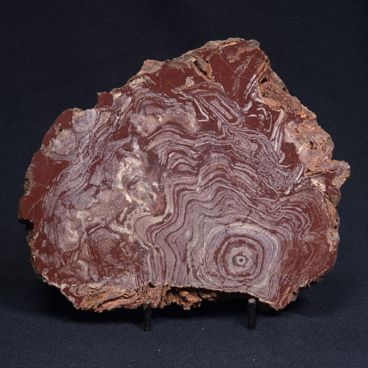 CONOPHYTON AMANTOURARTENSIS STROMATOLITE, Ediacaran, Morocco ZCA009