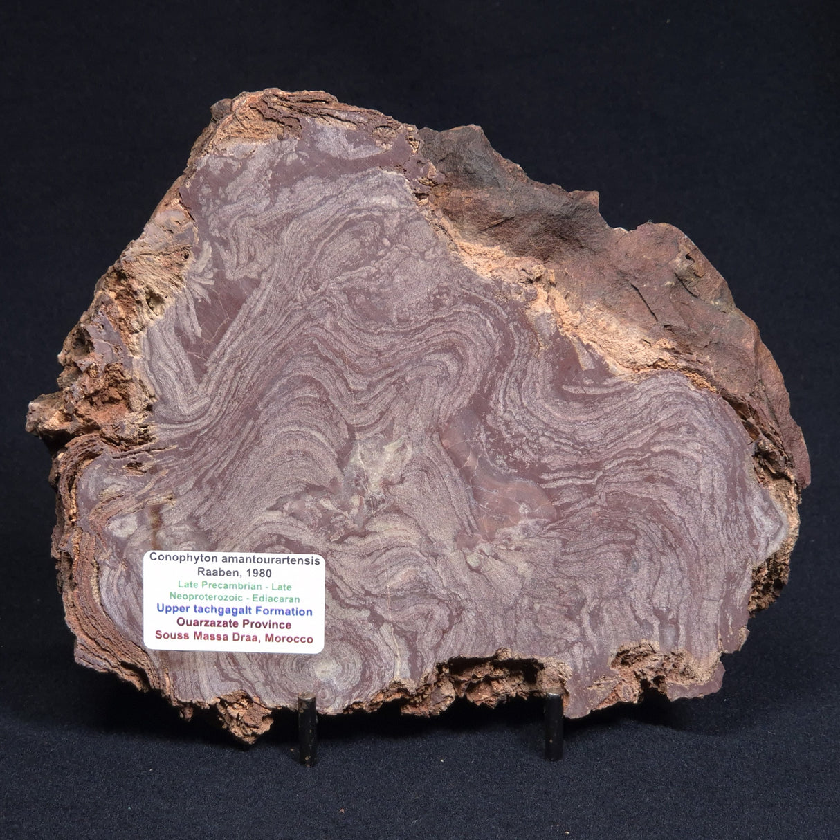 CONOPHYTON AMANTOURARTENSIS STROMATOLITE, Ediacaran, Morocco ZCA009