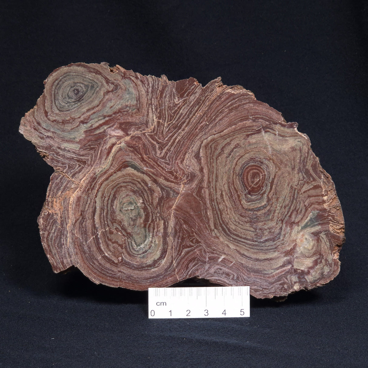 CONOPHYTON AMANTOURARTENSIS STROMATOLITE, Ediacaran, Morocco ZCA010