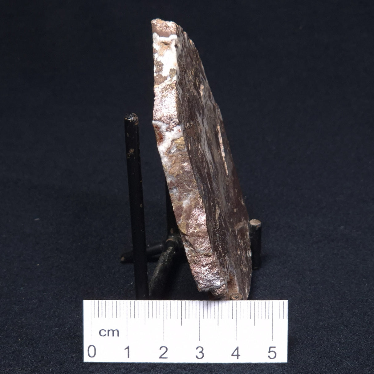 MADIGANITES MAWSONI STROMATOLITE, Cambrian, Australia ZMM013