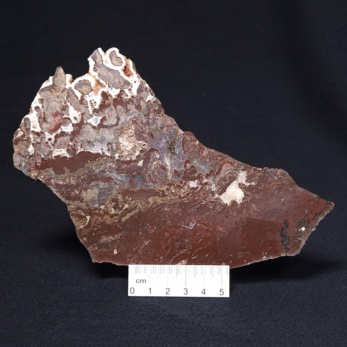 MADIGANITES MAWSONI STROMATOLITE, Cambrian, Australia ZMM014