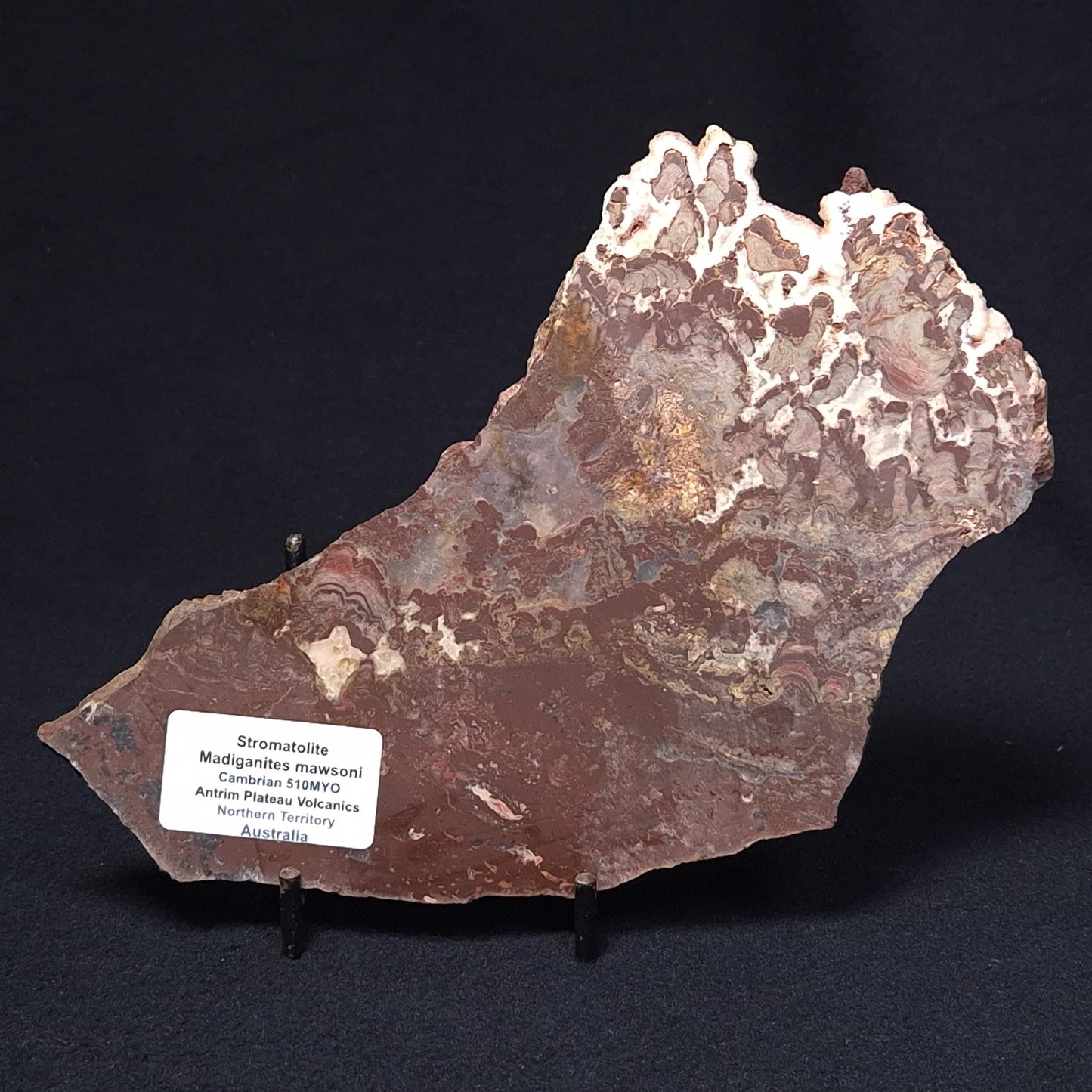 MADIGANITES MAWSONI STROMATOLITE, Cambrian, Australia ZMM014
