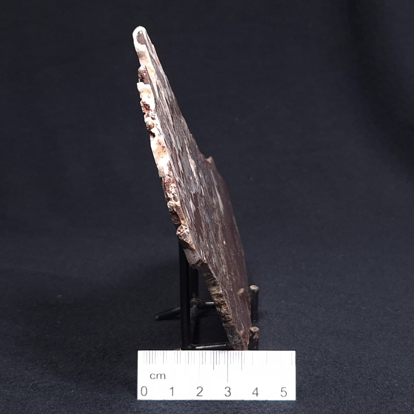 MADIGANITES MAWSONI STROMATOLITE, Cambrian, Australia ZMM014