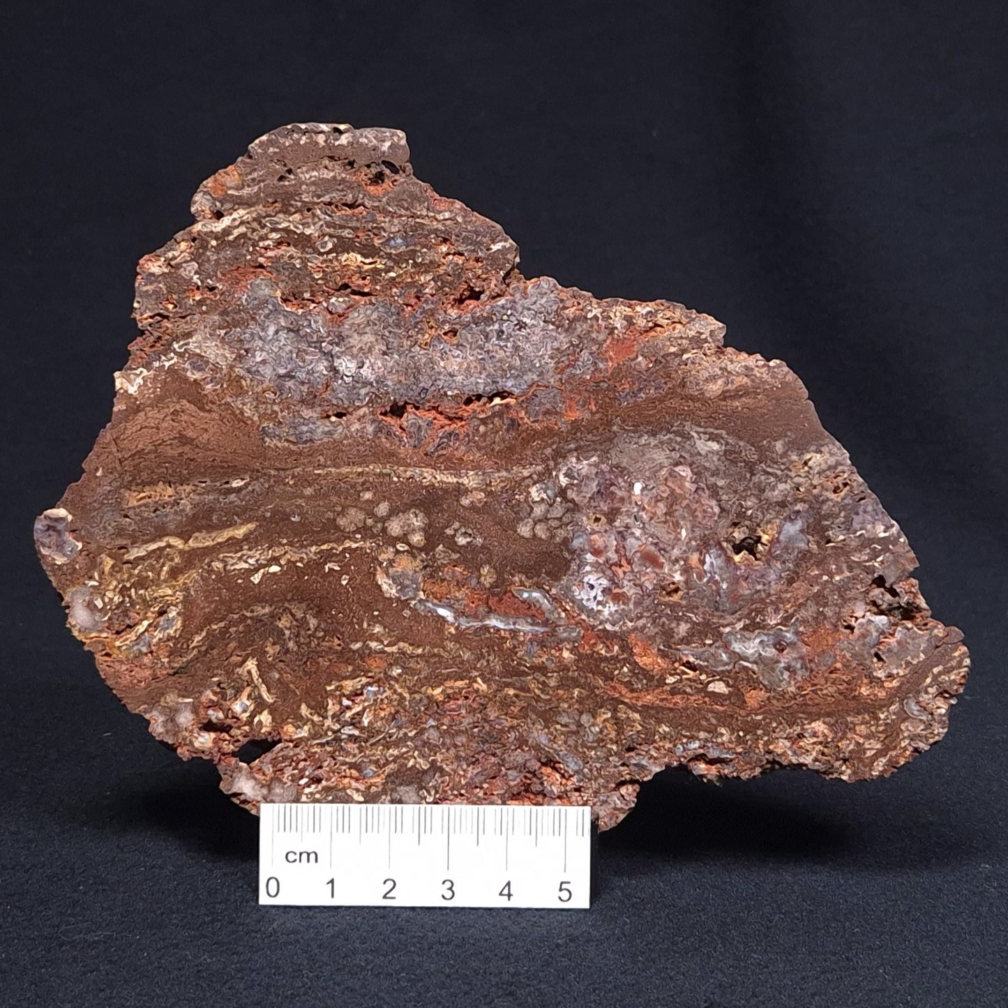 MADIGANITES MAWSONI STROMATOLITE, Cambrian, Australia ZMM016