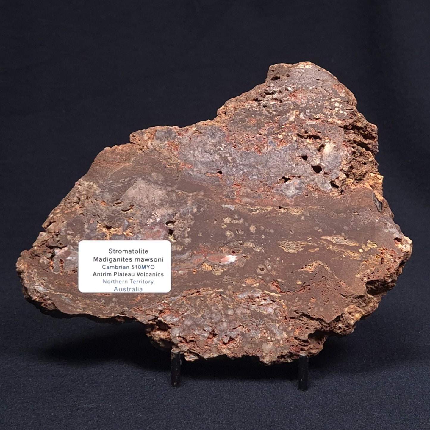 MADIGANITES MAWSONI STROMATOLITE, Cambrian, Australia ZMM016