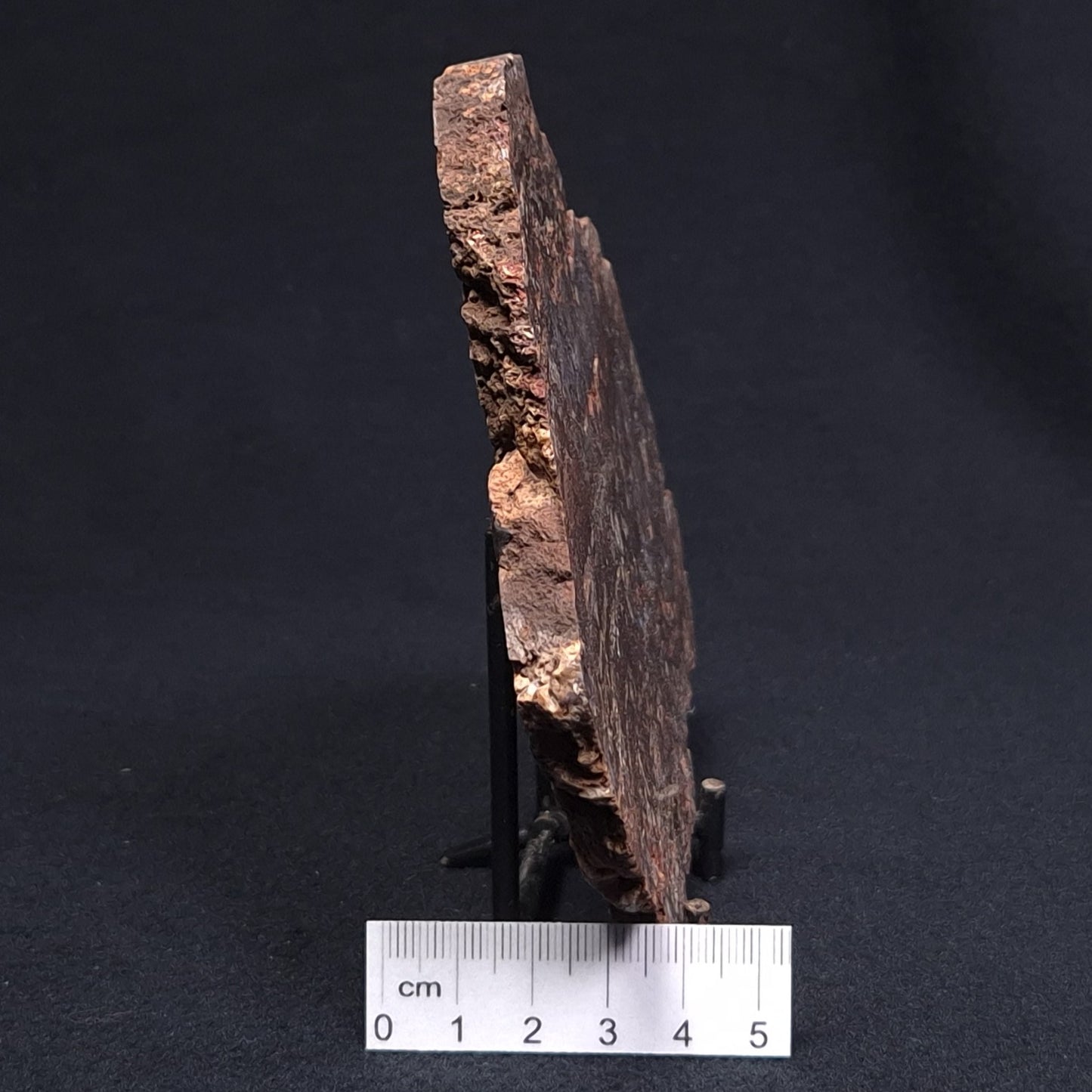 MADIGANITES MAWSONI STROMATOLITE, Cambrian, Australia ZMM016