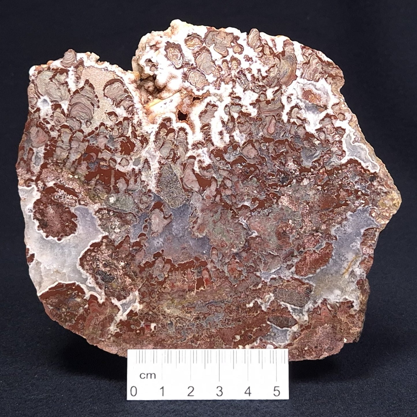 MADIGANITES MAWSONI STROMATOLITE, Cambrian, Australia ZMM017