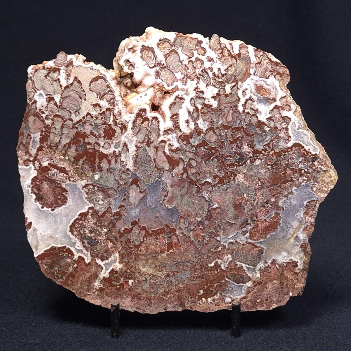 MADIGANITES MAWSONI STROMATOLITE, Cambrian, Australia ZMM017