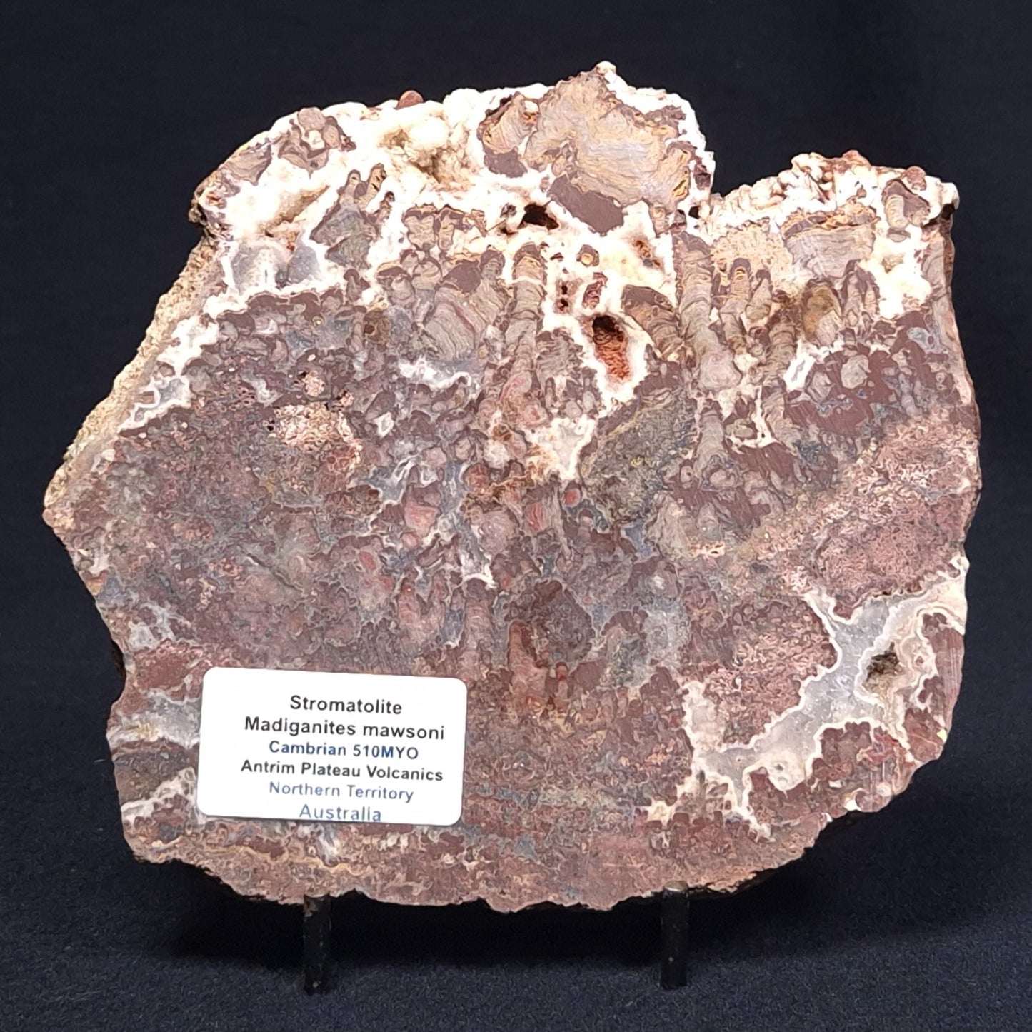 MADIGANITES MAWSONI STROMATOLITE, Cambrian, Australia ZMM017