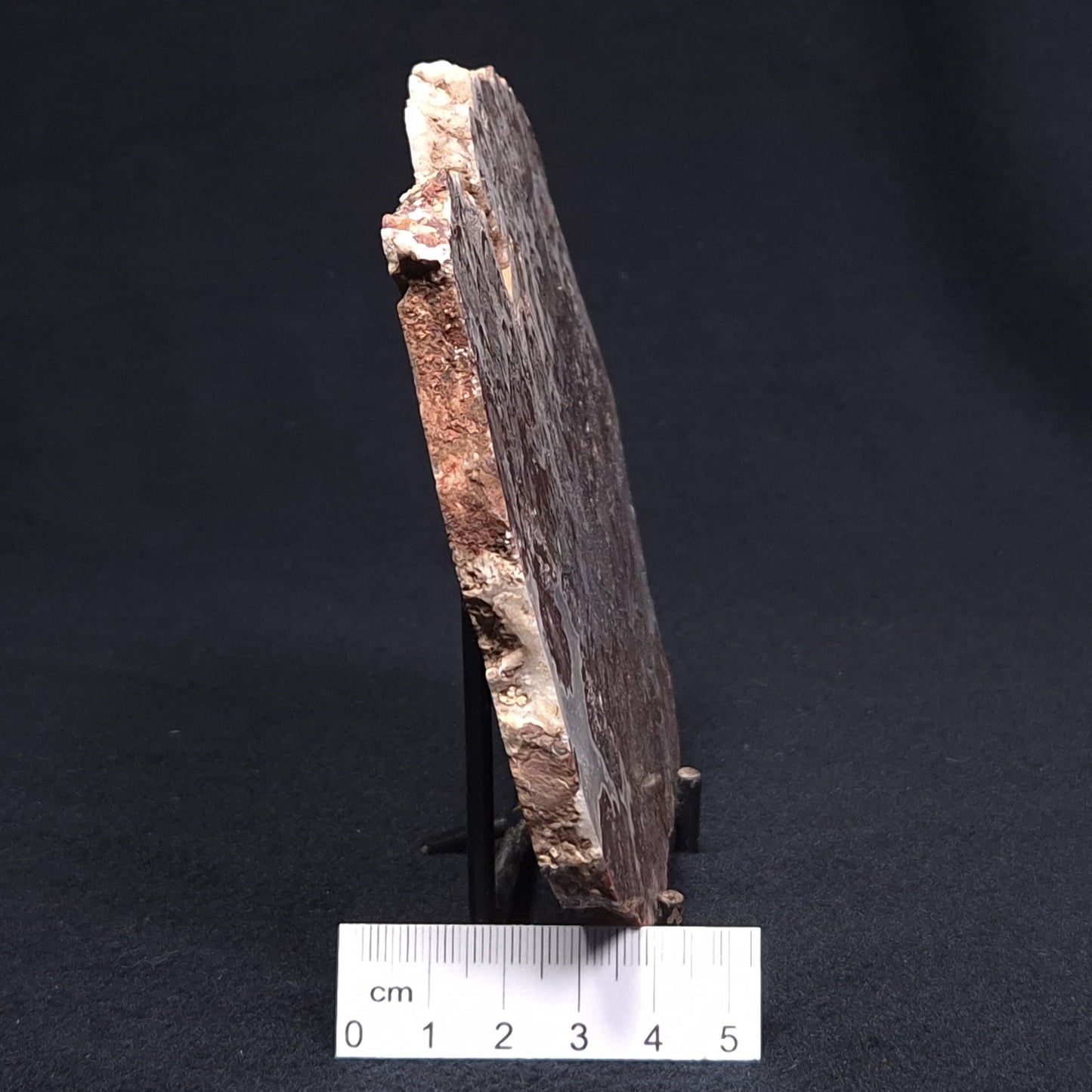 MADIGANITES MAWSONI STROMATOLITE, Cambrian, Australia ZMM017