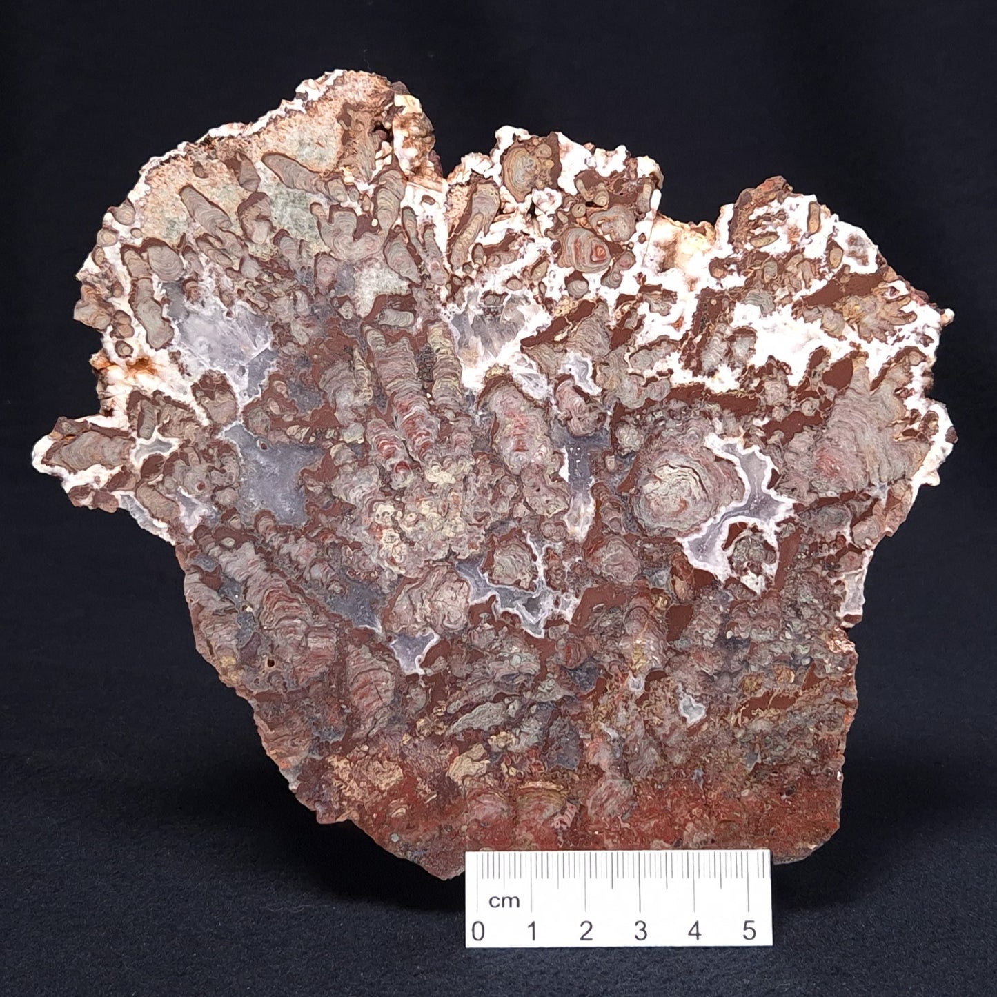 MADIGANITES MAWSONI STROMATOLITE, Cambrian, Australia ZMM018