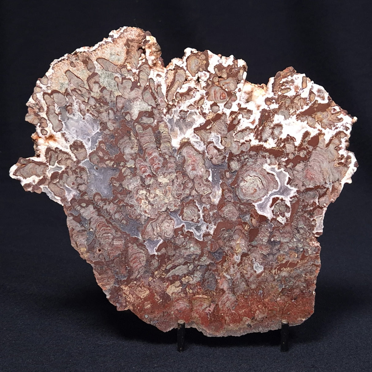 MADIGANITES MAWSONI STROMATOLITE, Cambrian, Australia ZMM018