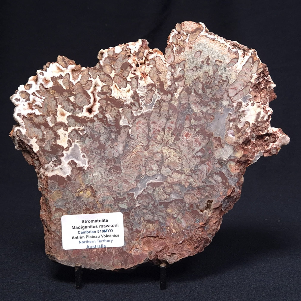 MADIGANITES MAWSONI STROMATOLITE, Cambrian, Australia ZMM018