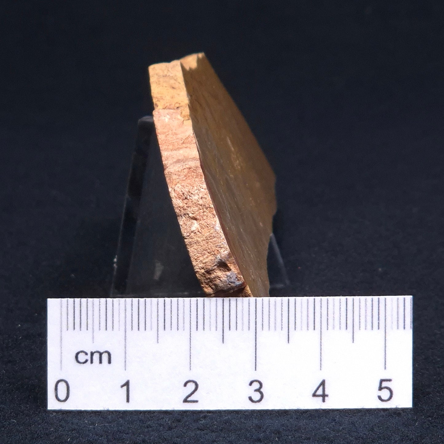 TUNGUSSIA INNA STROMATOLITE, Late Precambrian, Australia ZTG002