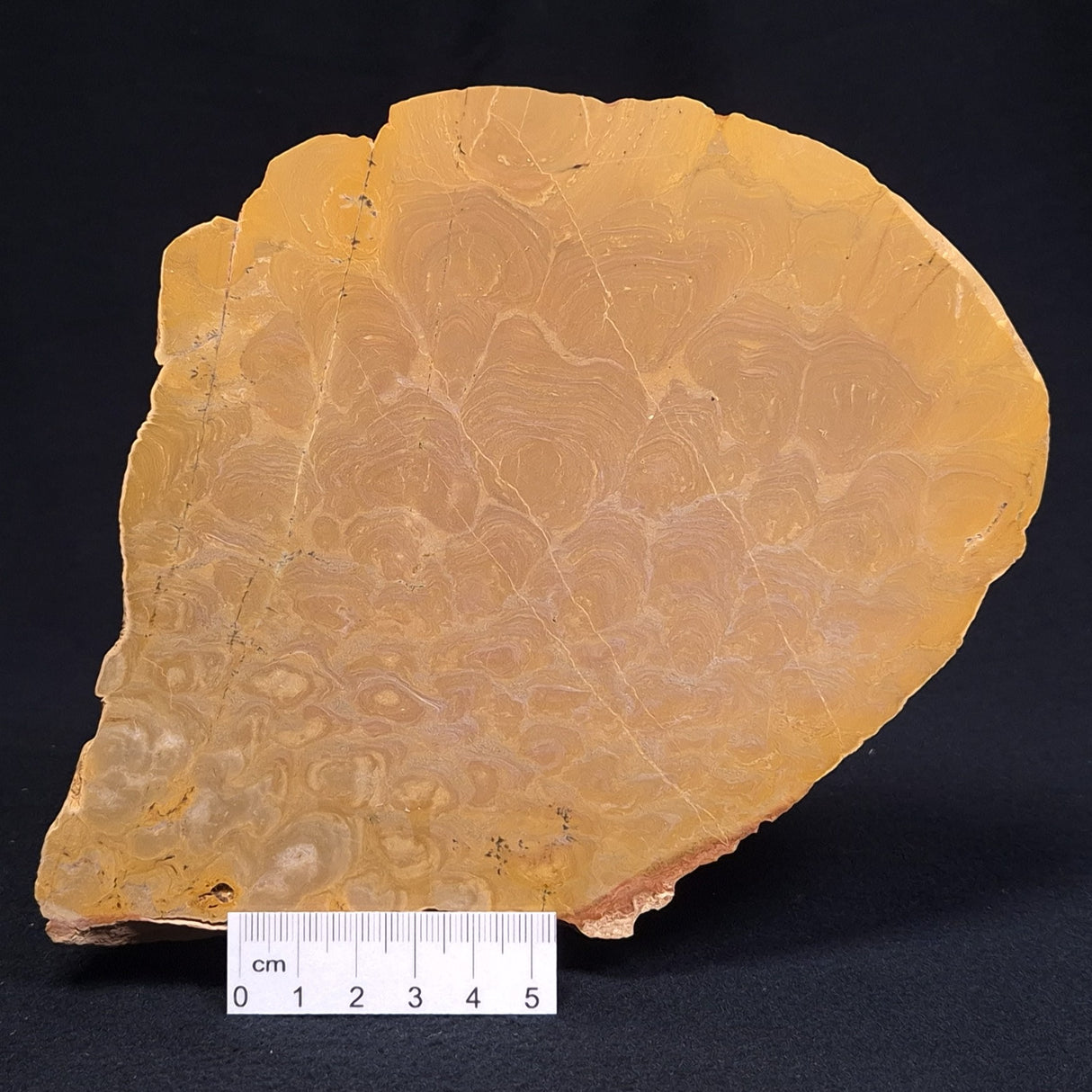 TUNGUSSIA INNA STROMATOLITE, Late Precambrian, Australia ZTG003