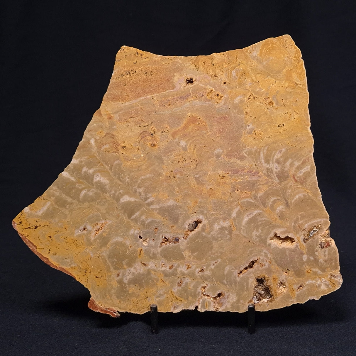 TUNGUSSIA INNA STROMATOLITE, Late Precambrian, Australia ZTG004