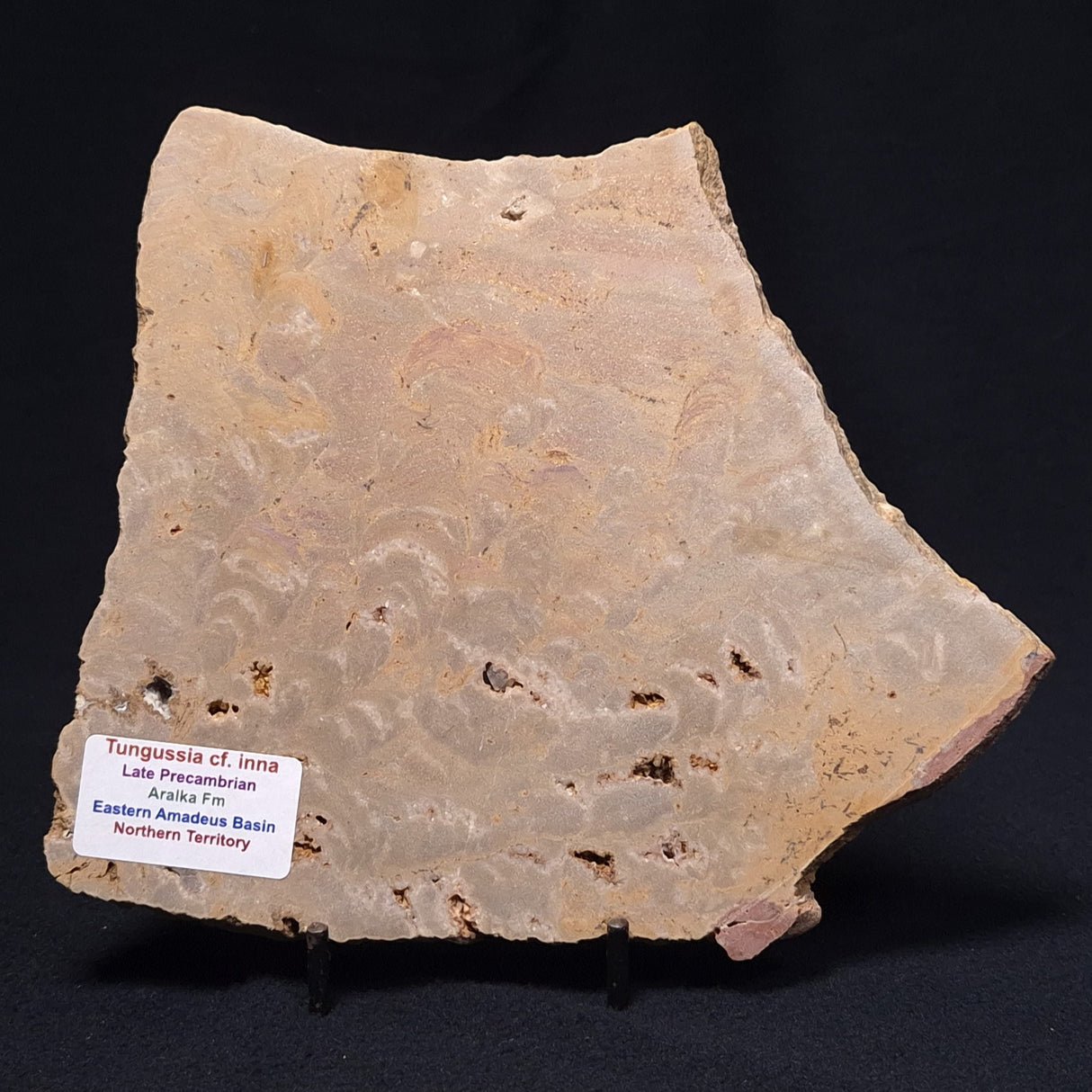TUNGUSSIA INNA STROMATOLITE, Late Precambrian, Australia ZTG004