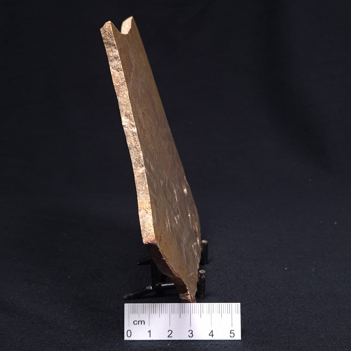 TUNGUSSIA INNA STROMATOLITE, Late Precambrian, Australia ZTG004