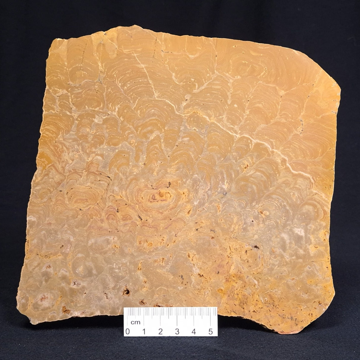 TUNGUSSIA INNA STROMATOLITE, Late Precambrian, Australia ZTG005